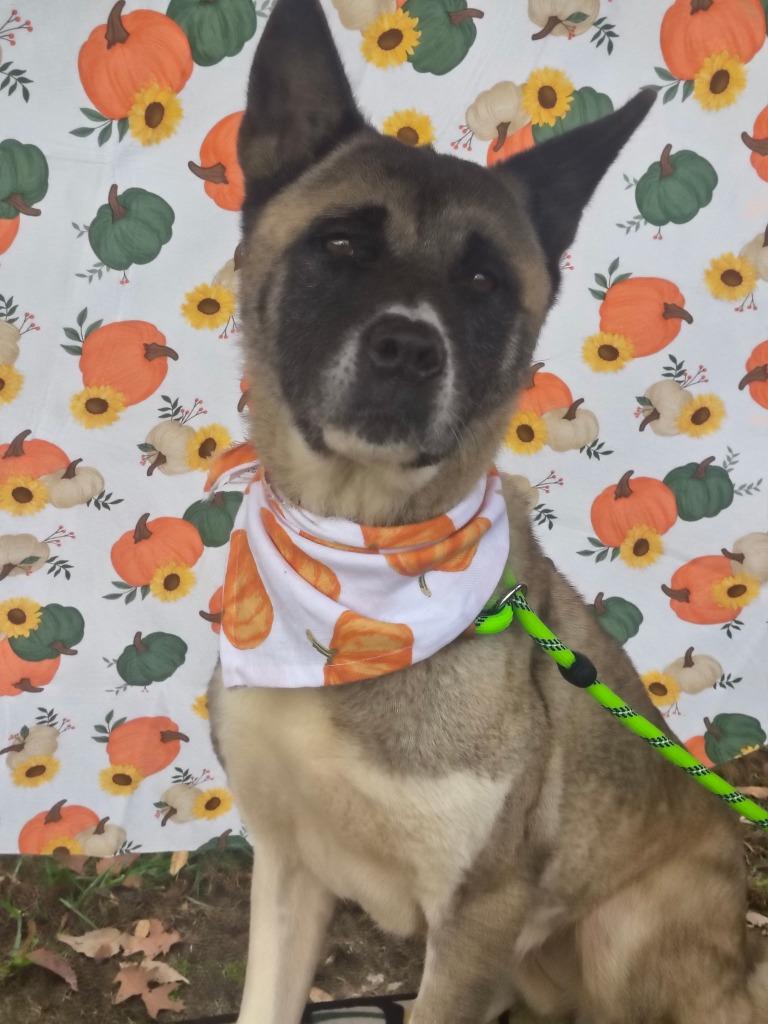 Rahja-Adoptable Awaiting S/N, a Adoptable mixed breed in Chickamauga , GA image 3/3