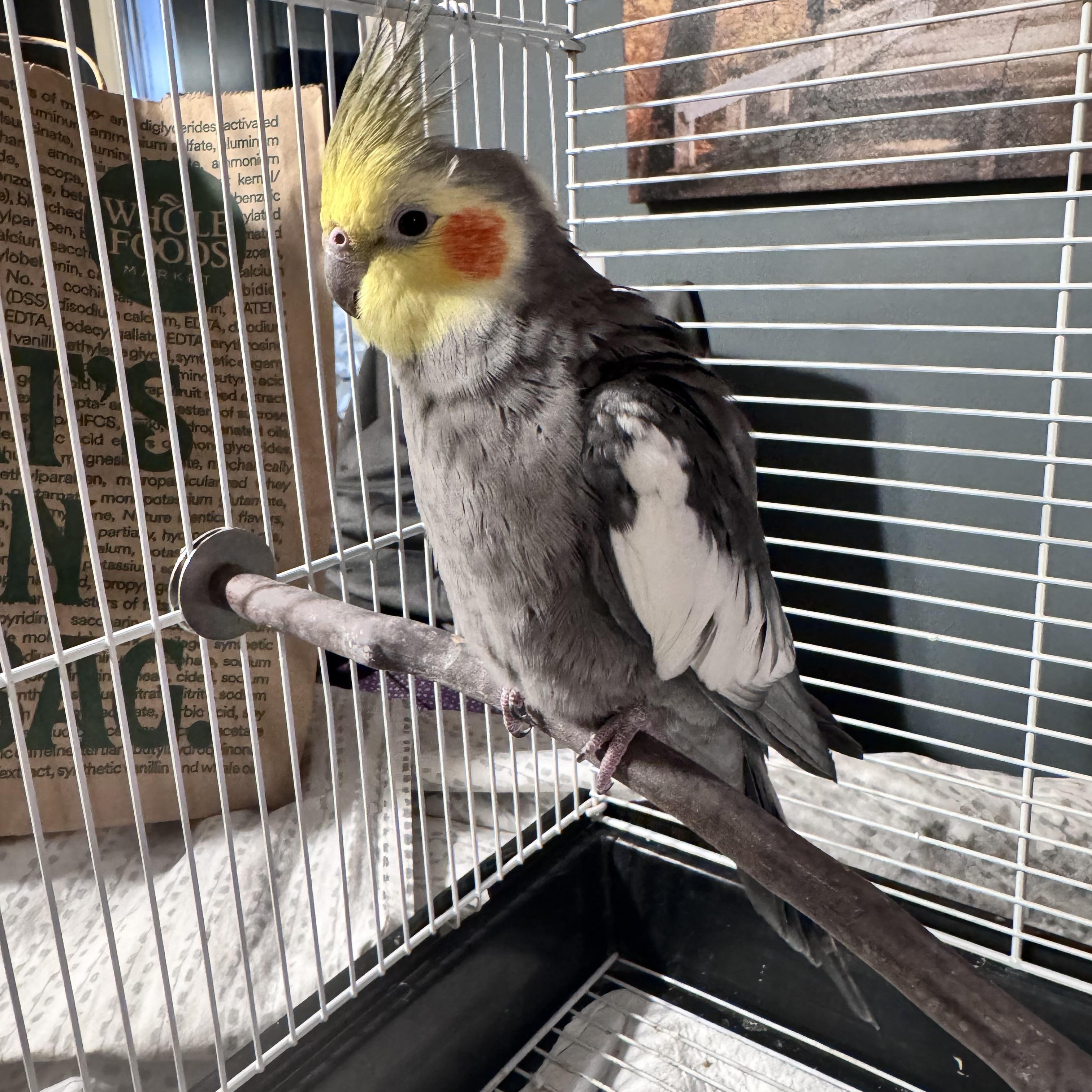 Enlarge Claude, a Adoptable Cockatiel in Andover, CT image 1/4
