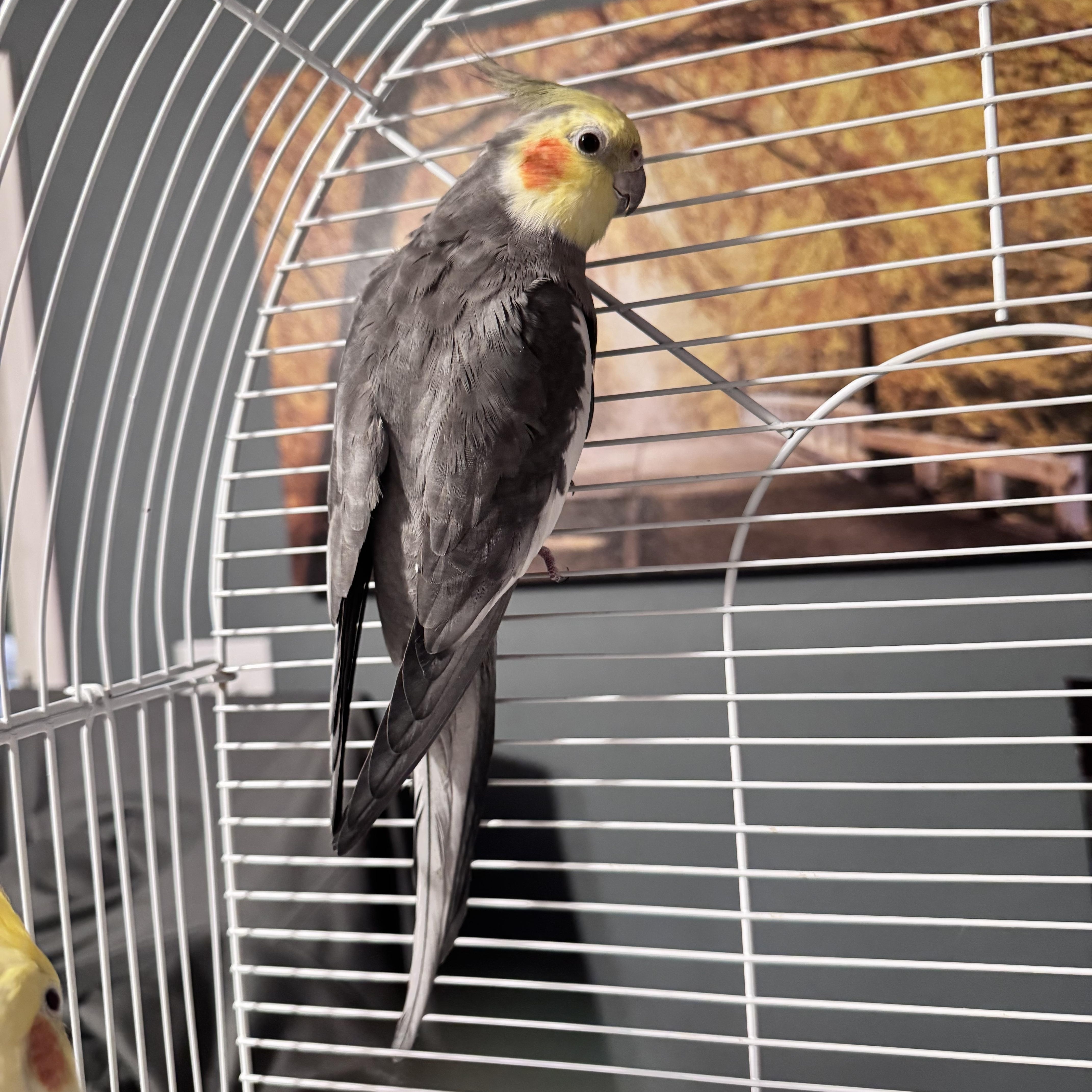 Enlarge Claude, a Adoptable Cockatiel in Andover, CT image 4/4
