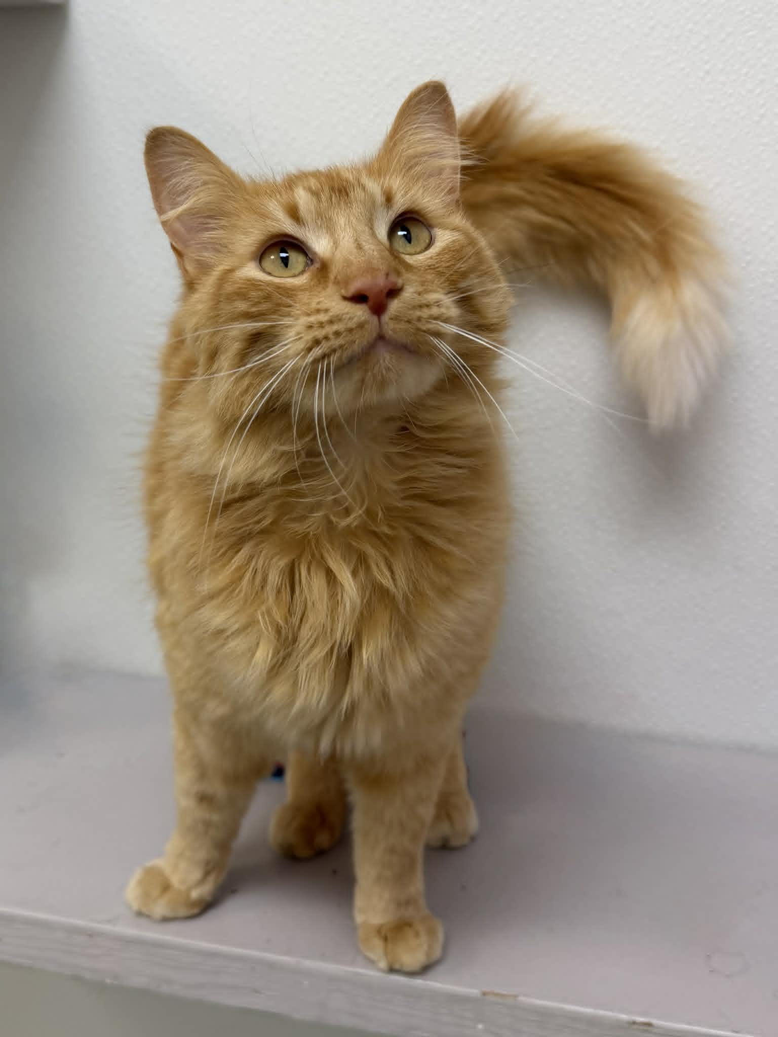 Enlarge Drifter, an adopted Domestic Long Hair in Martinsville, IN image 2/2