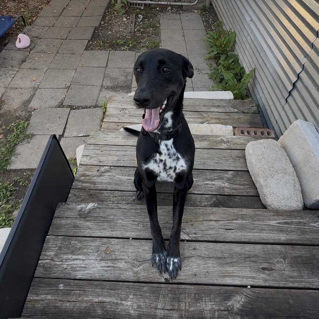Enlarge Nora, a Adoptable Mixed Breed in Leander, TX image 1/6
