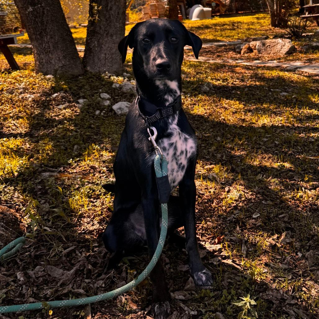 Enlarge Nora, a Adoptable Mixed Breed in Leander, TX image 3/6