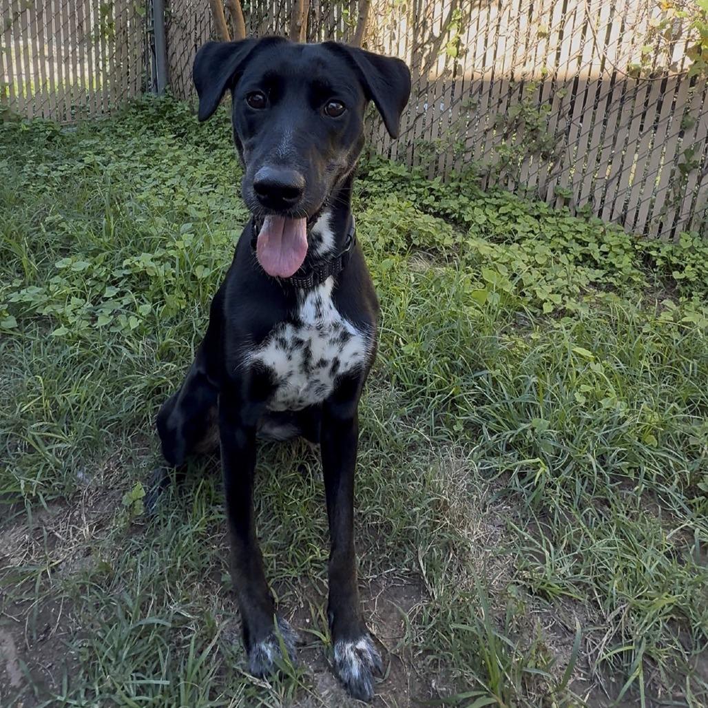 Enlarge Nora, a Adoptable Mixed Breed in Leander, TX image 4/6