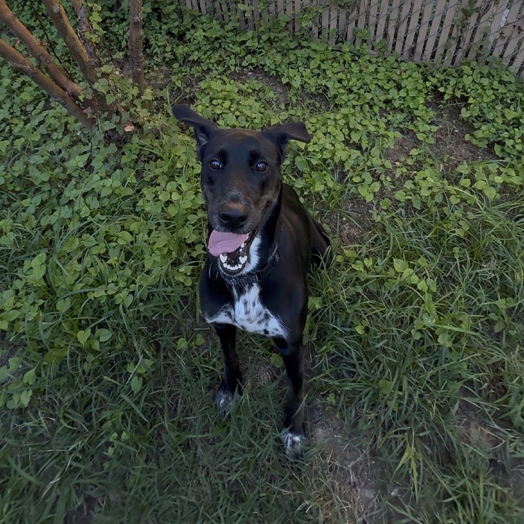 Enlarge Nora, a Adoptable Mixed Breed in Leander, TX image 5/6