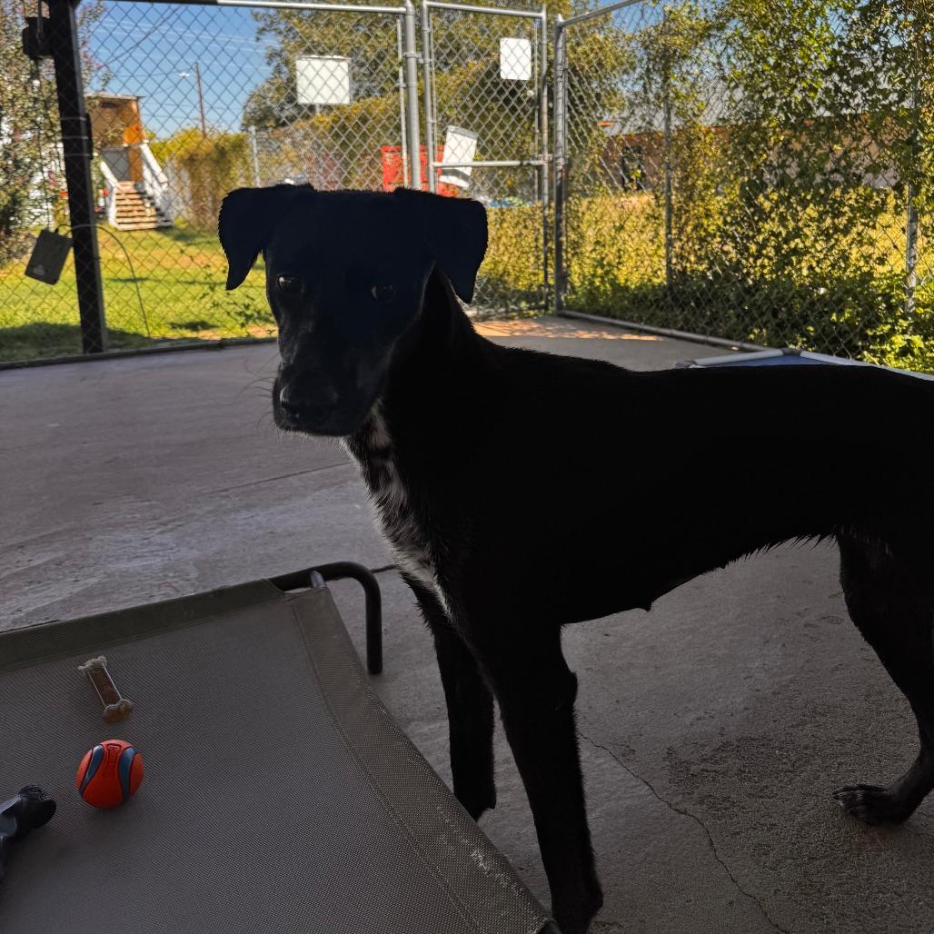 Enlarge Nora, a Adoptable Mixed Breed in Leander, TX image 6/6