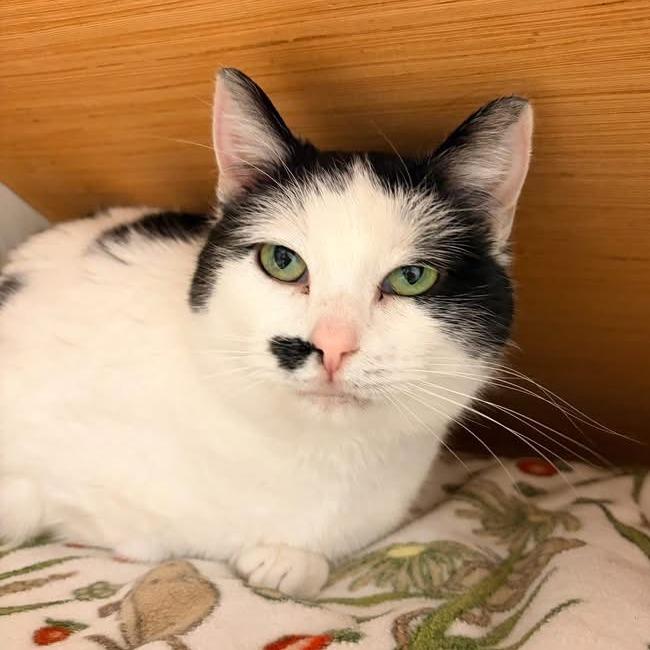 Bessie, Adoptable, Adult Female Domestic Short Hair.