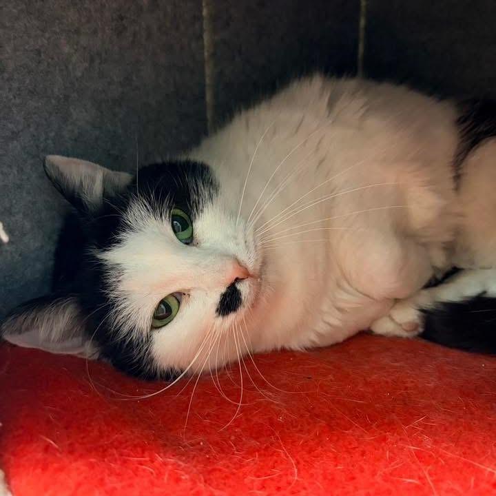 Enlarge Bessie, a Adoptable Domestic Short Hair in Naperville, IL image 2/4