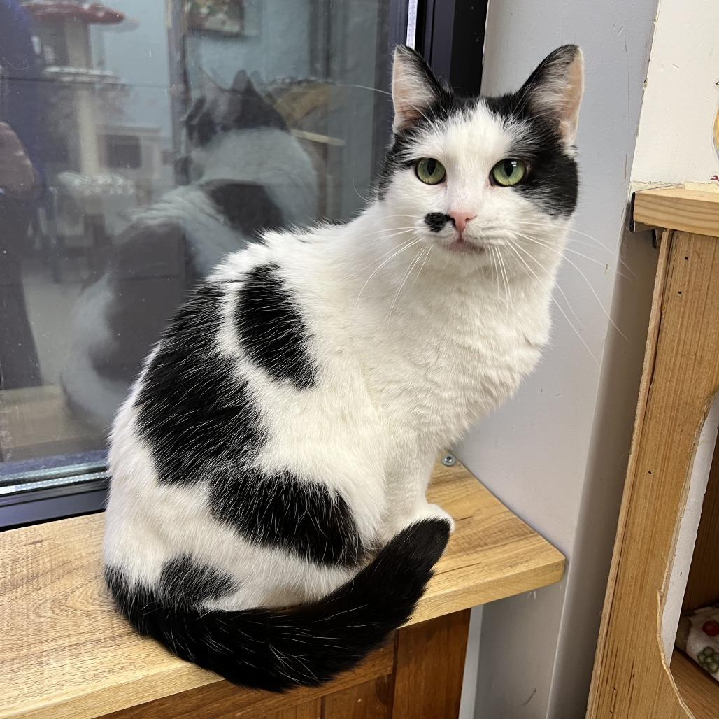 Enlarge Bessie, a Adoptable Domestic Short Hair in Naperville, IL image 3/4