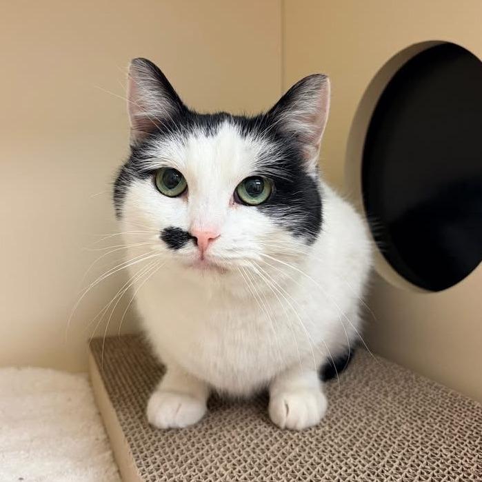 Enlarge Bessie, a Adoptable Domestic Short Hair in Naperville, IL image 2/2