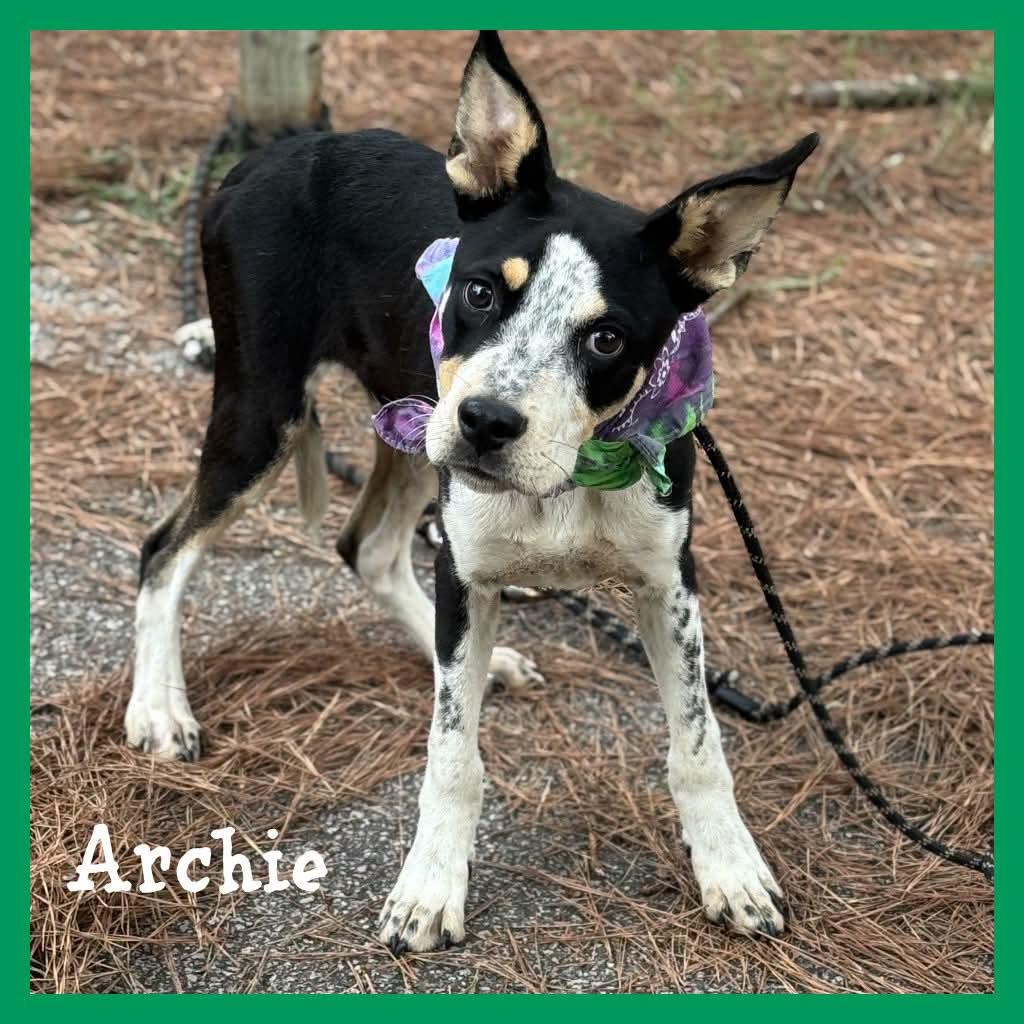 Archie, ADOPTABLE, Young Male Mixed Breed.