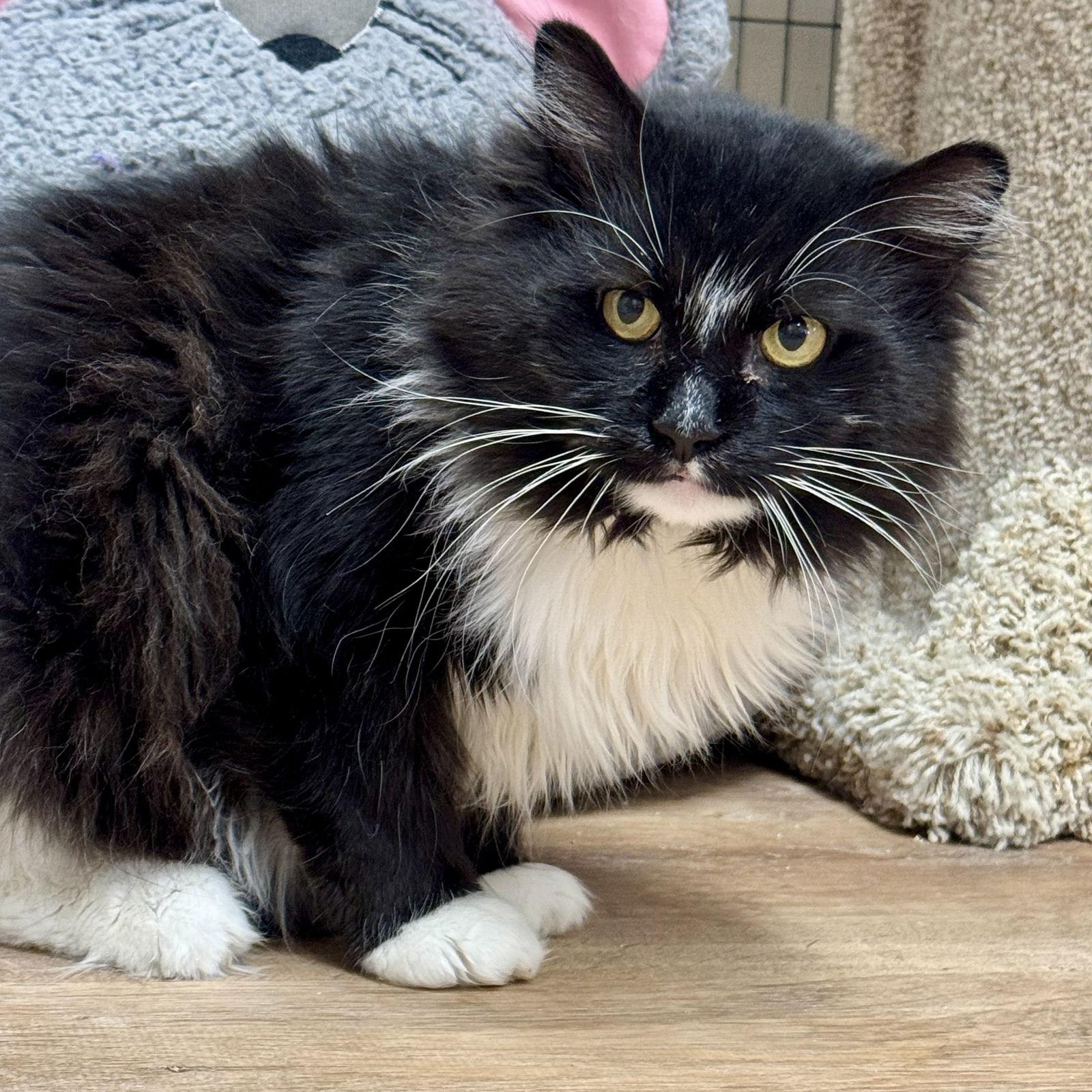 Pepper, Adoptable, Adult Male Domestic Long Hair.