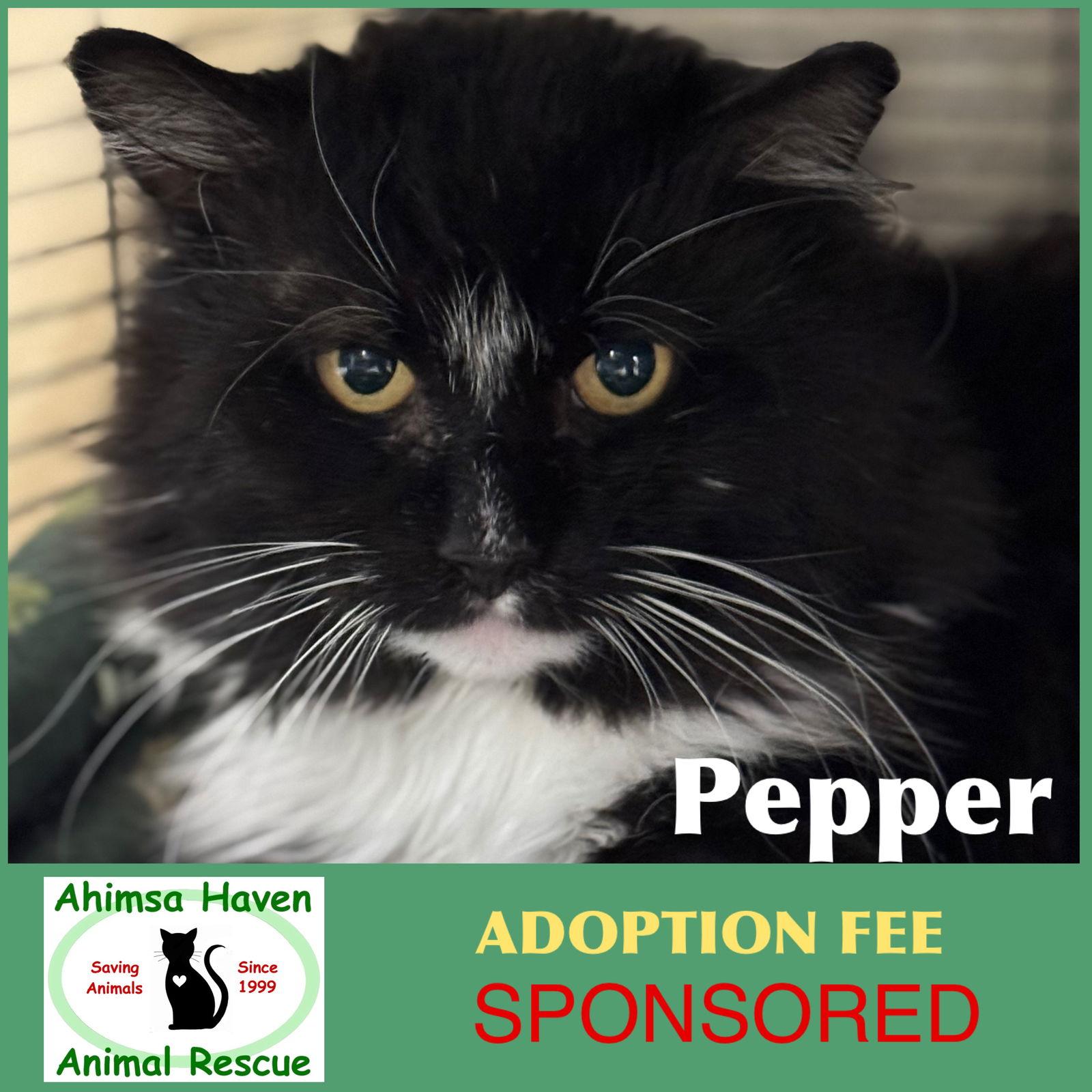 Pepper, a Adoptable Domestic Long Hair in Winchendon, MA image 2/3