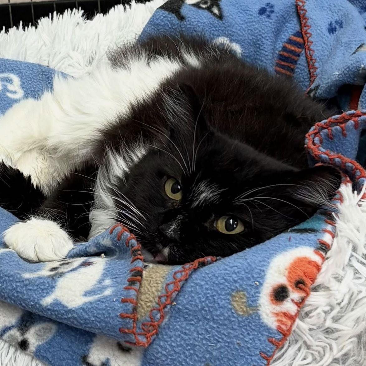 Pepper, a Adoptable Domestic Long Hair in Winchendon, MA image 3/3