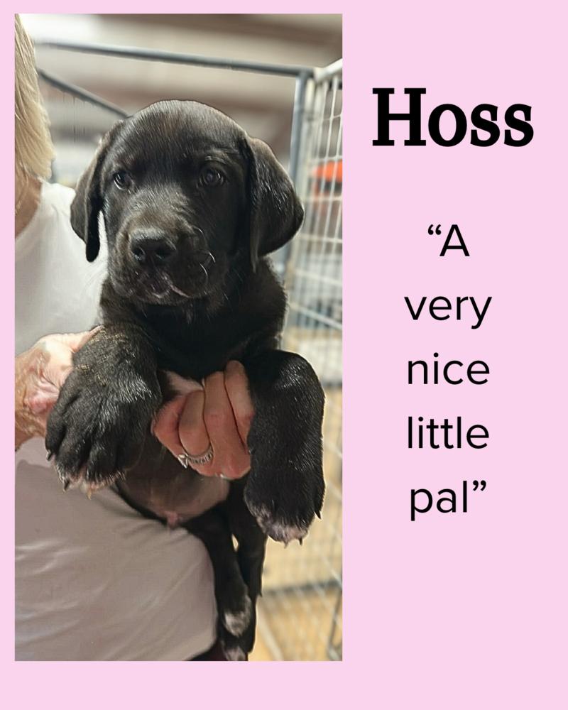 Hoss, Adoptable, Puppy Male Hound & Retriever.