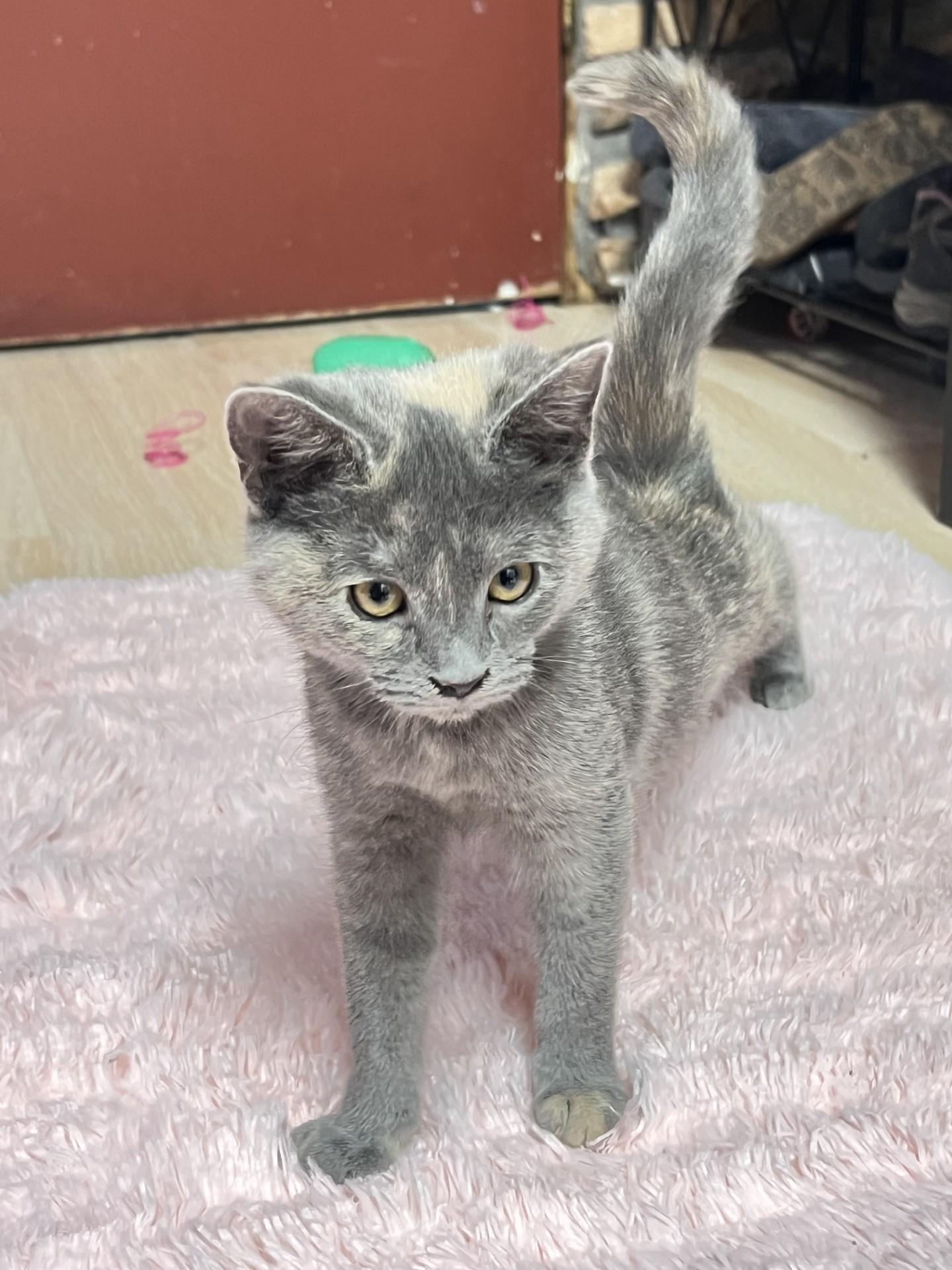 Enlarge Circle, an adopted mixed breed in Mesa, AZ image 1/3