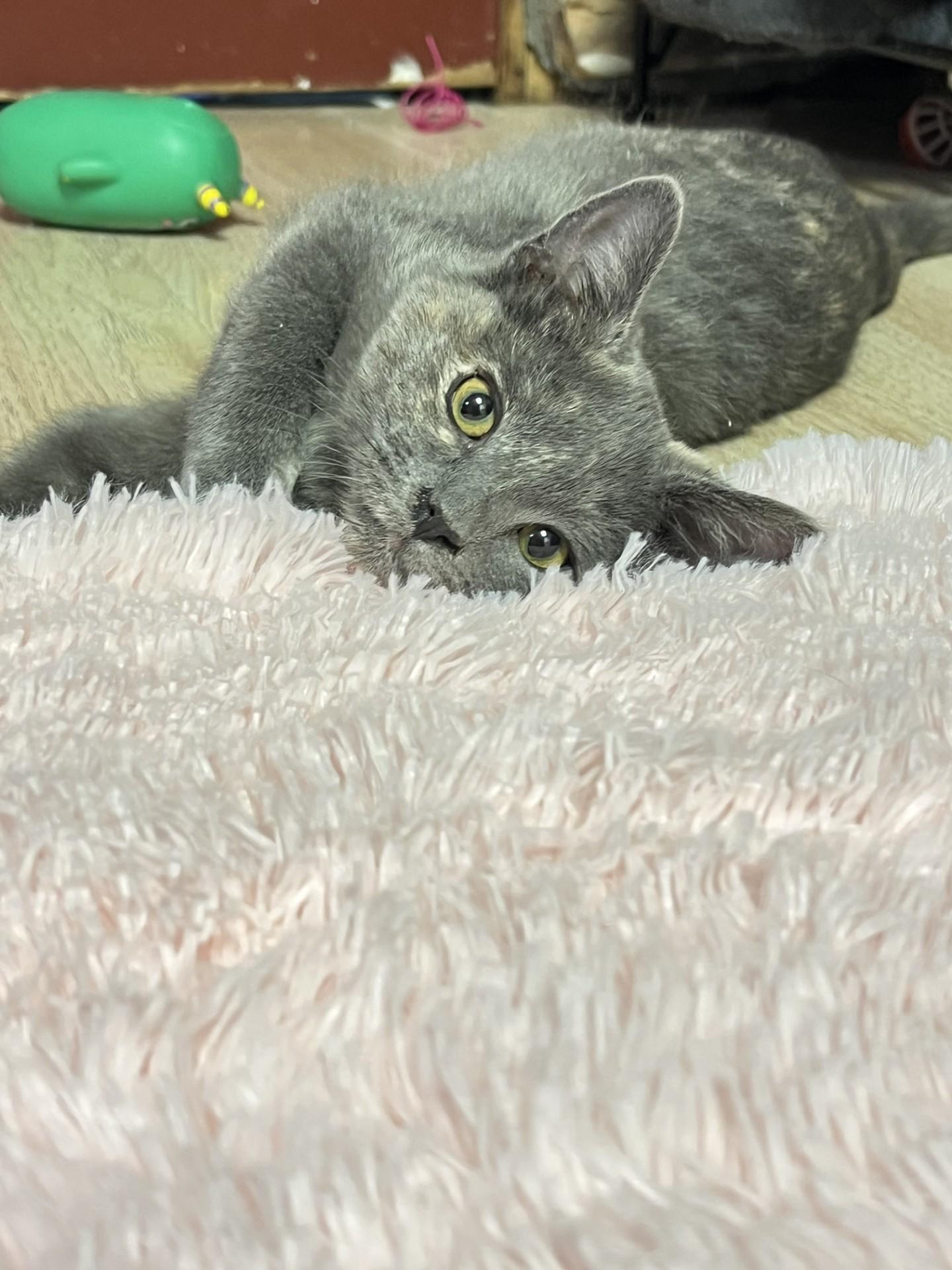Enlarge Circle, an adopted mixed breed in Mesa, AZ image 2/3