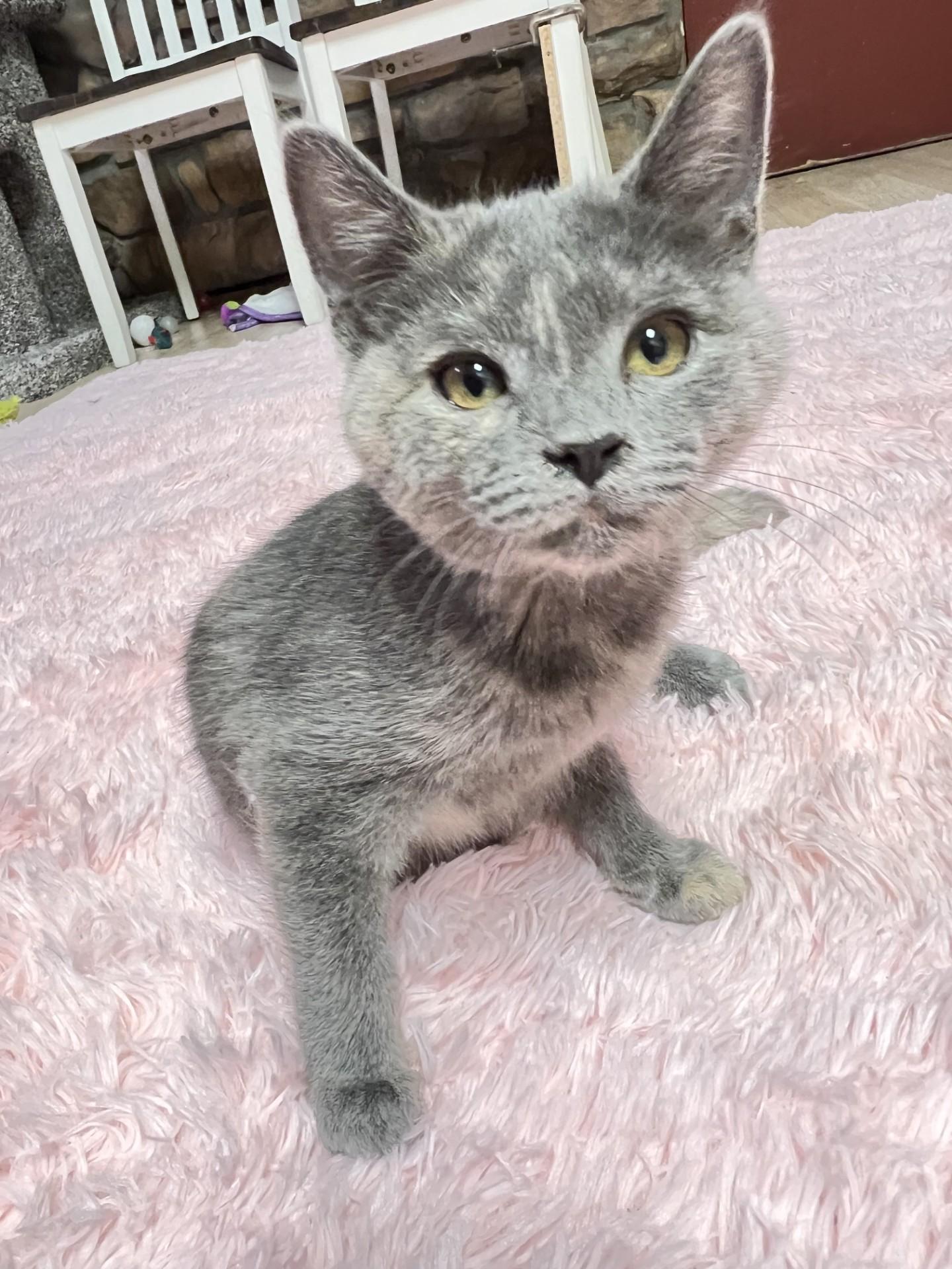 Enlarge Circle, an adopted mixed breed in Mesa, AZ image 3/3