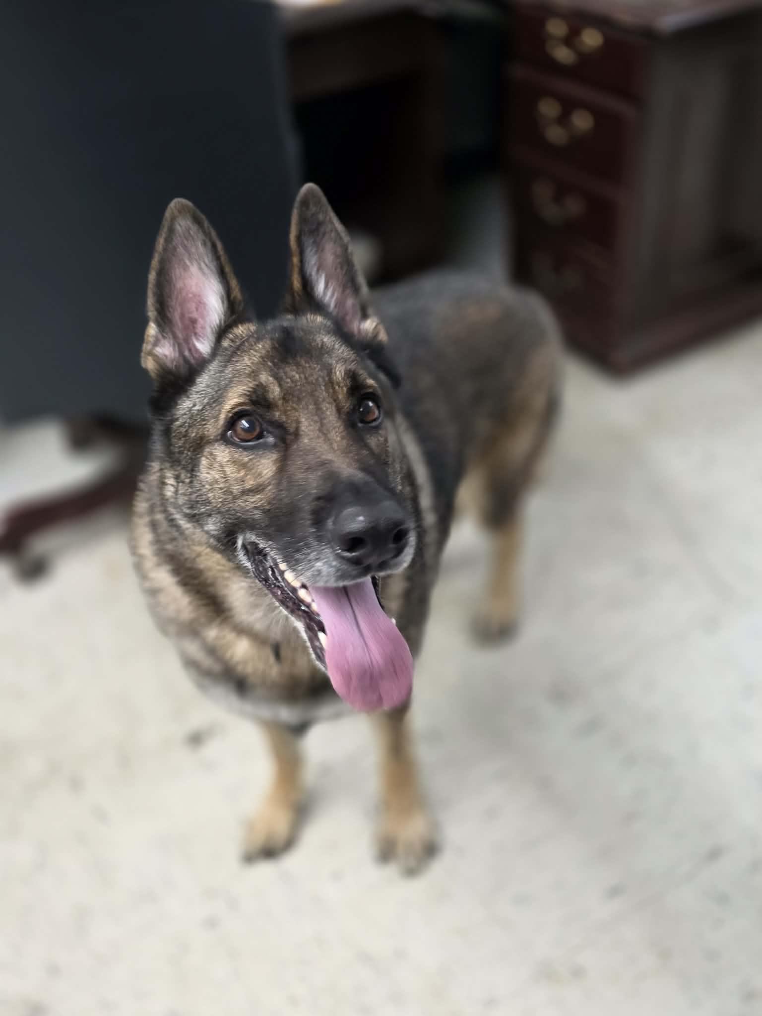 Ike, adopted, Adult Male German Shepherd Dog.