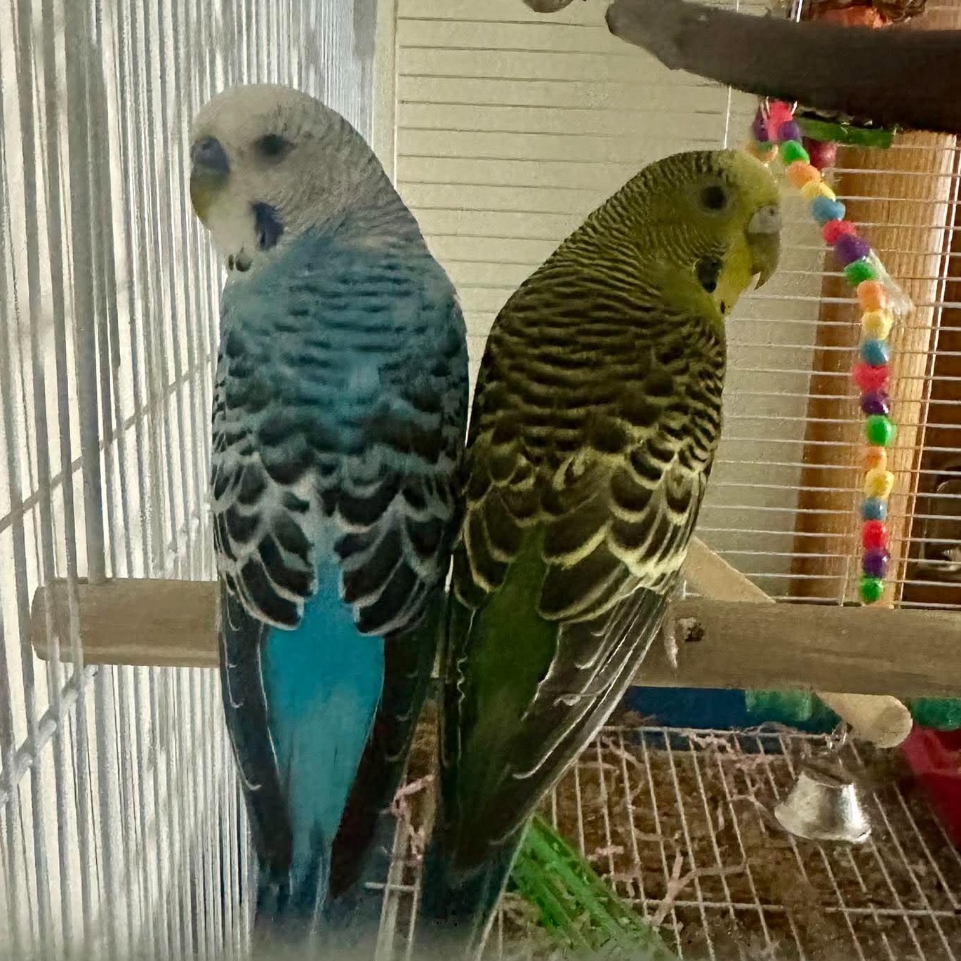 Enlarge Ziggy & Zazu, a Adoptable Parakeet (Other) in Rochester, NY image 1/2