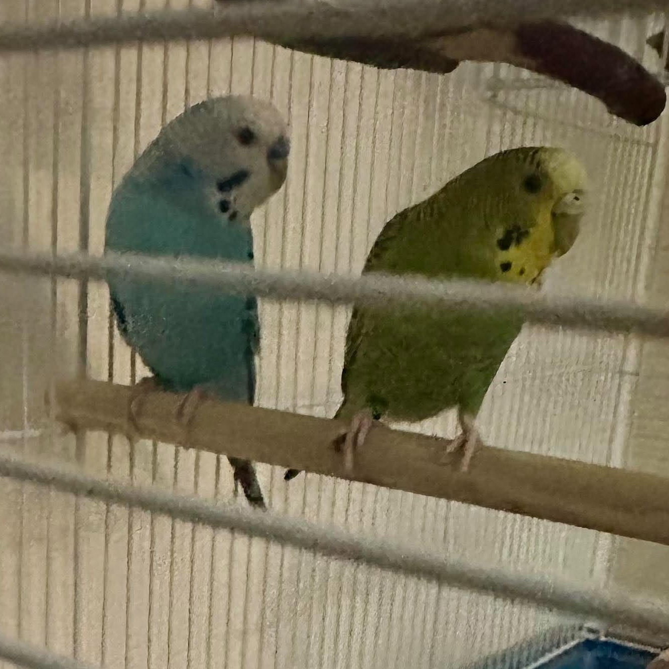 Enlarge Ziggy & Zazu, a Adoptable Parakeet (Other) in Rochester, NY image 2/2