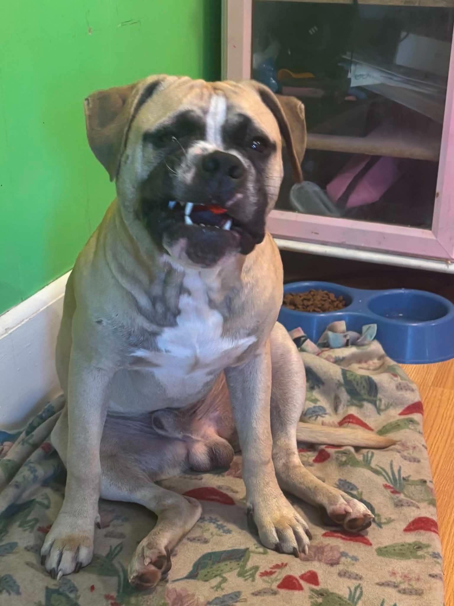Ozzy, a ADOPTABLE mixed breed in New Smyrna Beach, FL image 2/2