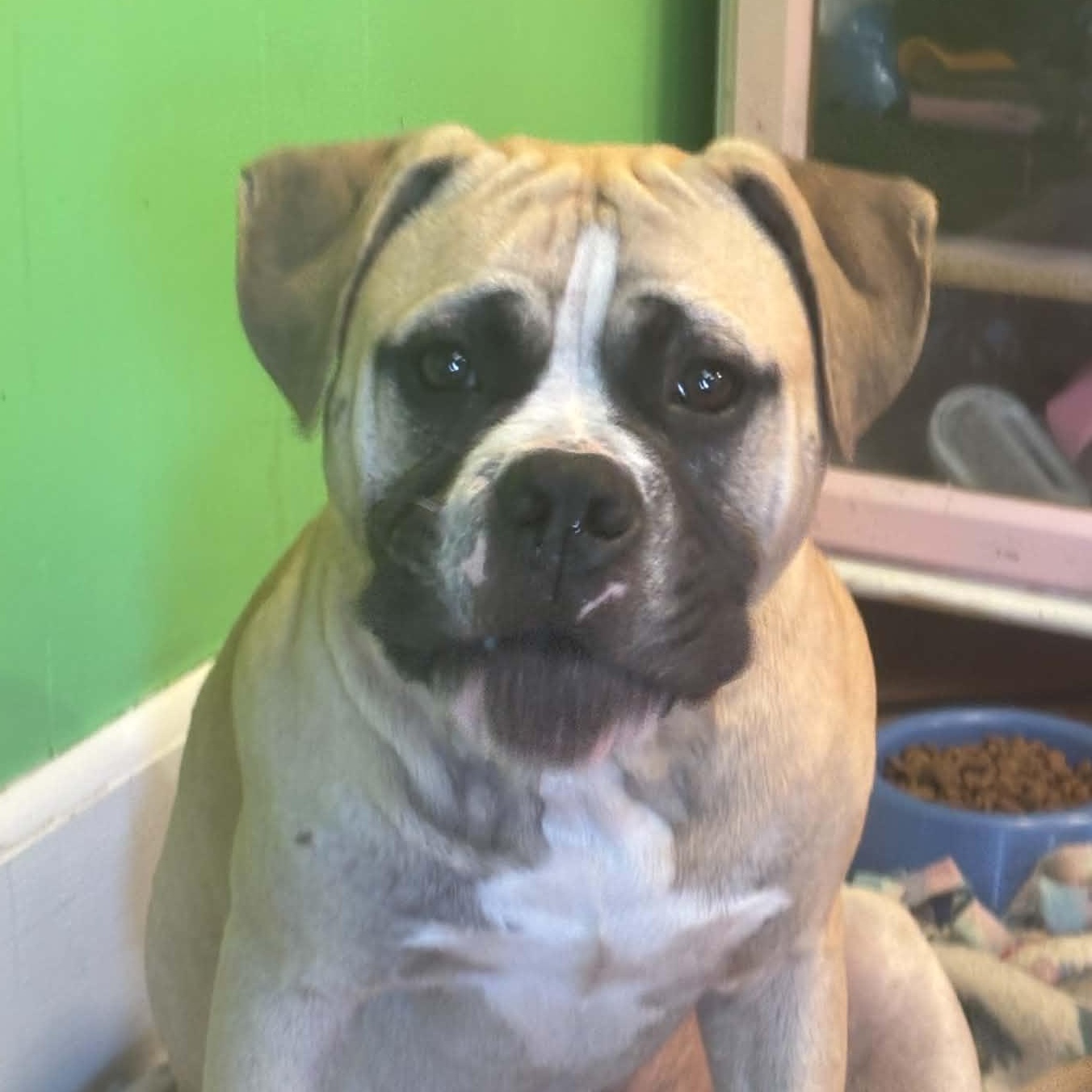 Ozzy, ADOPTABLE, Young Male Boxer & American Bulldog.