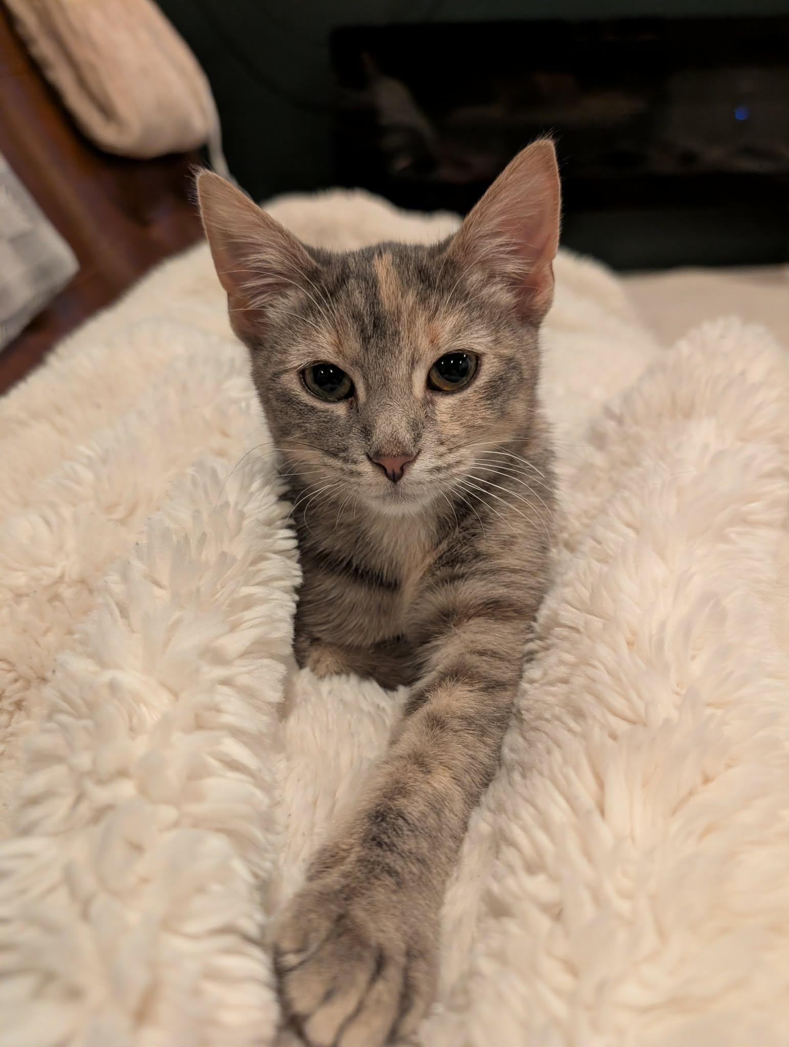 Enlarge Buffy the Mouse Slayer, a Adopted Domestic Short Hair in Overland Park, KS image 1/6