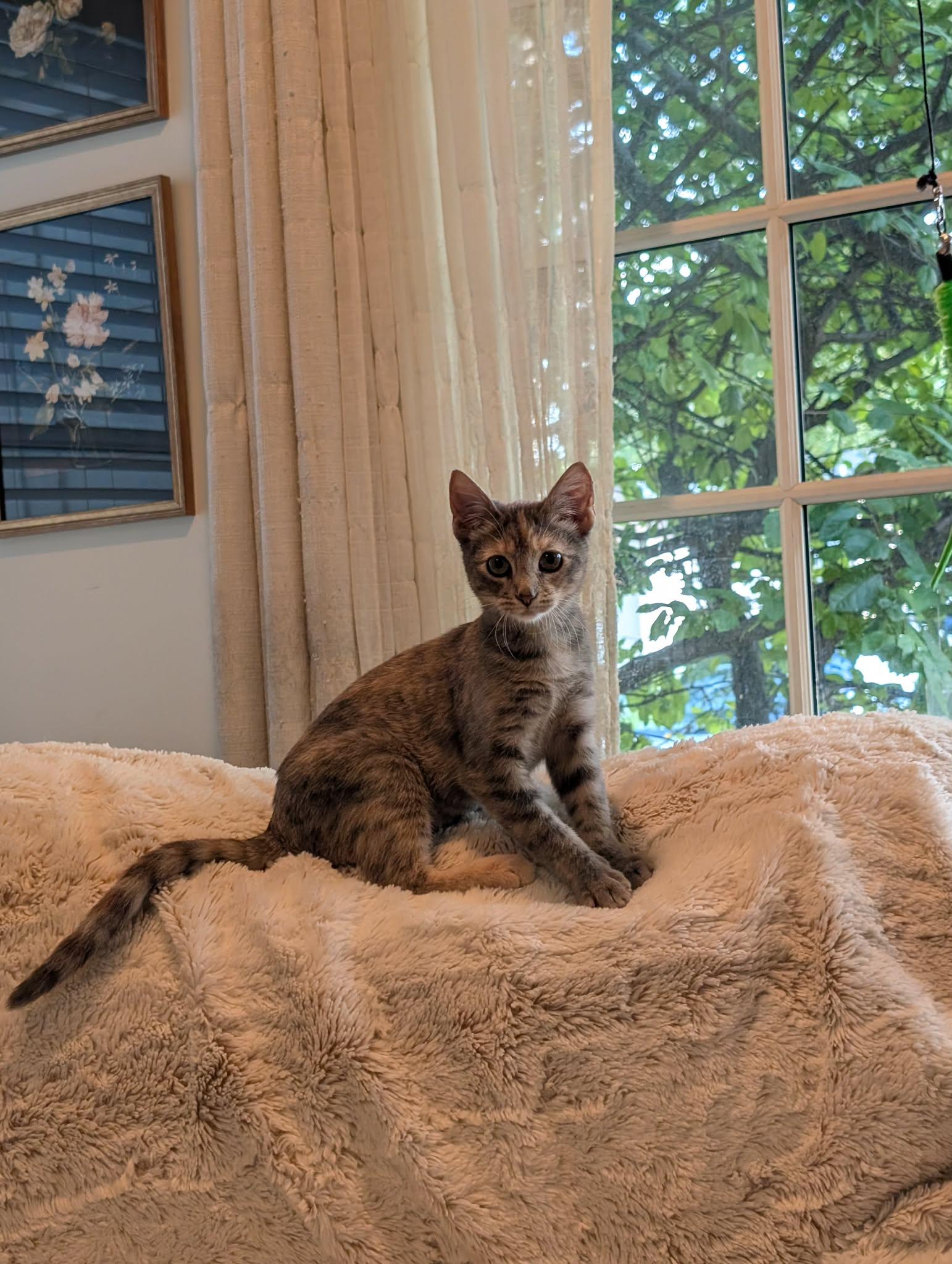 Enlarge Buffy the Mouse Slayer, a Adopted Domestic Short Hair in Overland Park, KS image 5/6