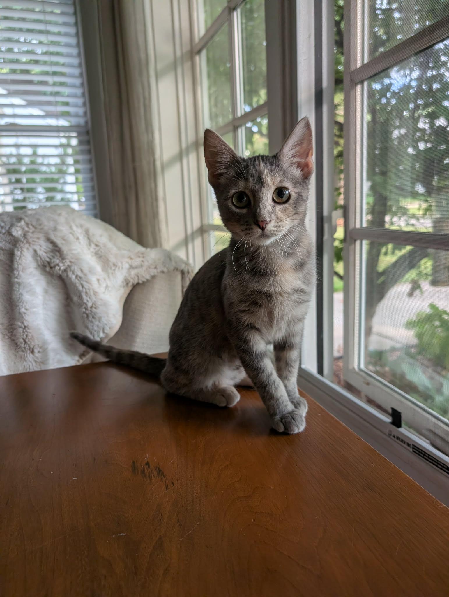 Enlarge Buffy the Mouse Slayer, a Adopted Domestic Short Hair in Overland Park, KS image 4/6