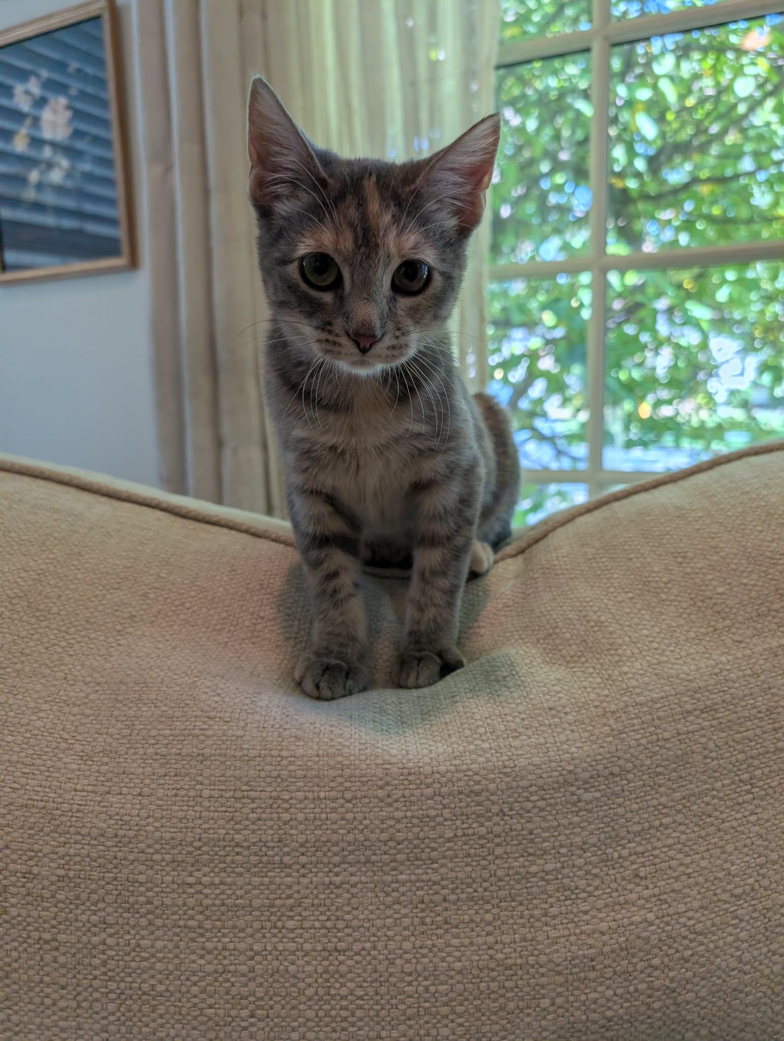 Enlarge Buffy the Mouse Slayer, a Adopted Domestic Short Hair in Overland Park, KS image 3/6