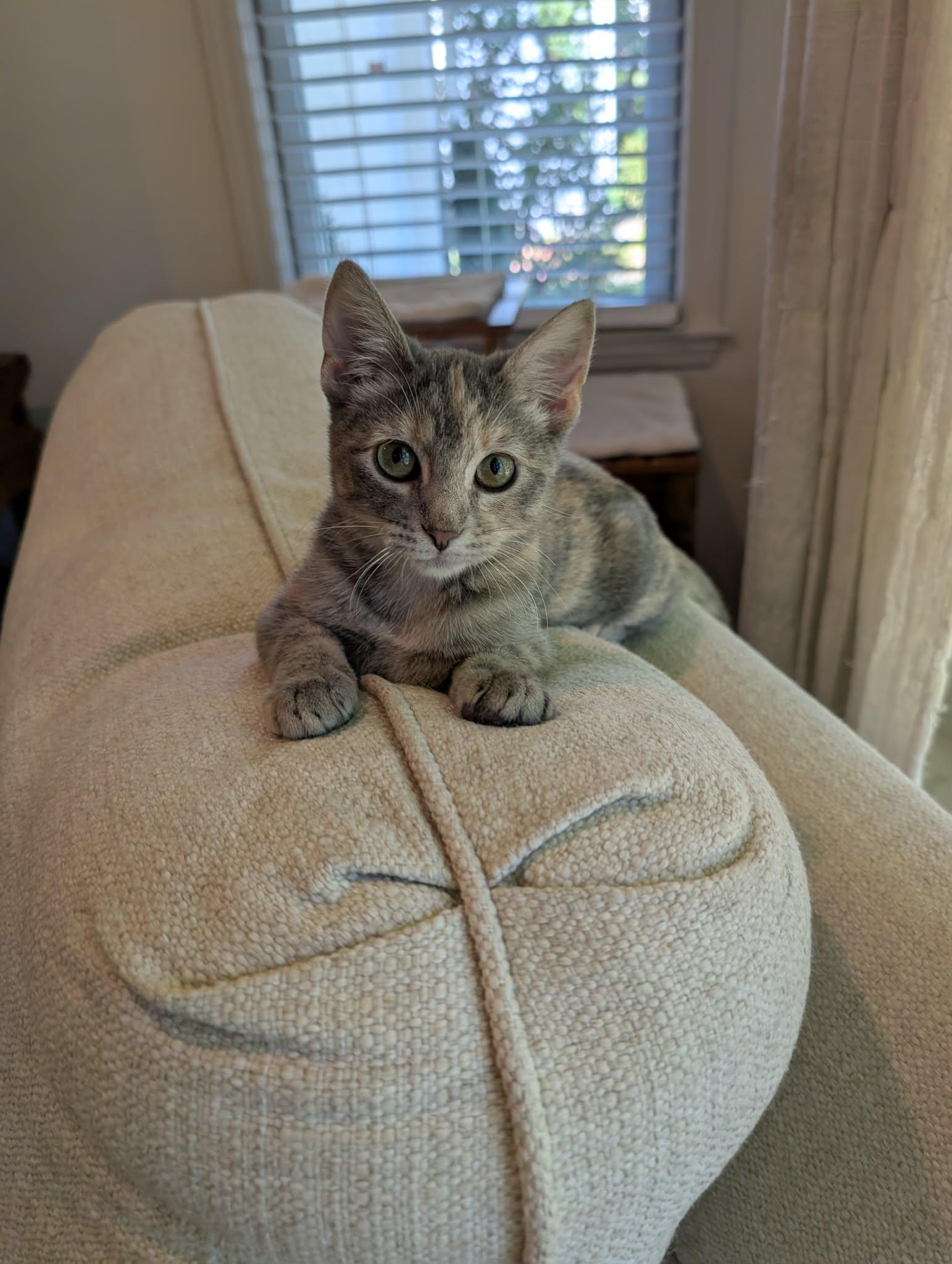 Enlarge Buffy the Mouse Slayer, a Adopted Domestic Short Hair in Overland Park, KS image 2/6