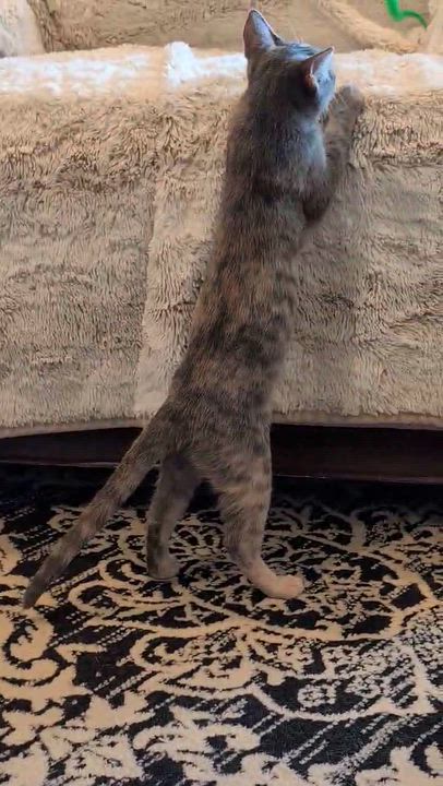 Enlarge Buffy the Mouse Slayer, a Adopted Domestic Short Hair in Overland Park, KS video 6/6