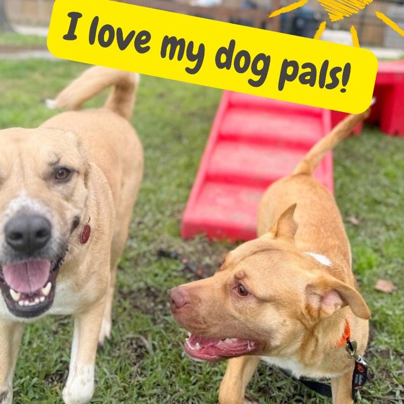 Alfie loves Dogs and Toys! — thumbnail 5