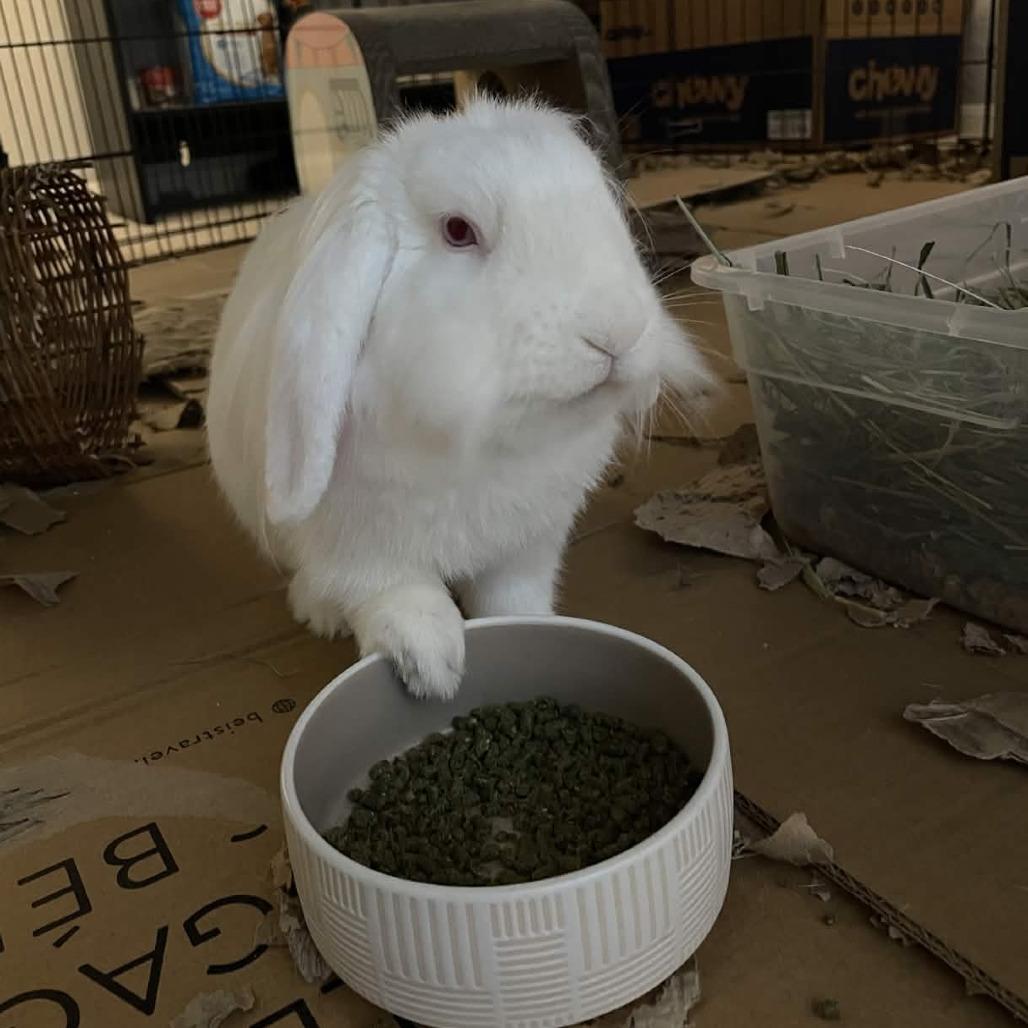 Enlarge Blanquita, a Adoptable American Fuzzy Lop in The Woodlands, TX image 1/6