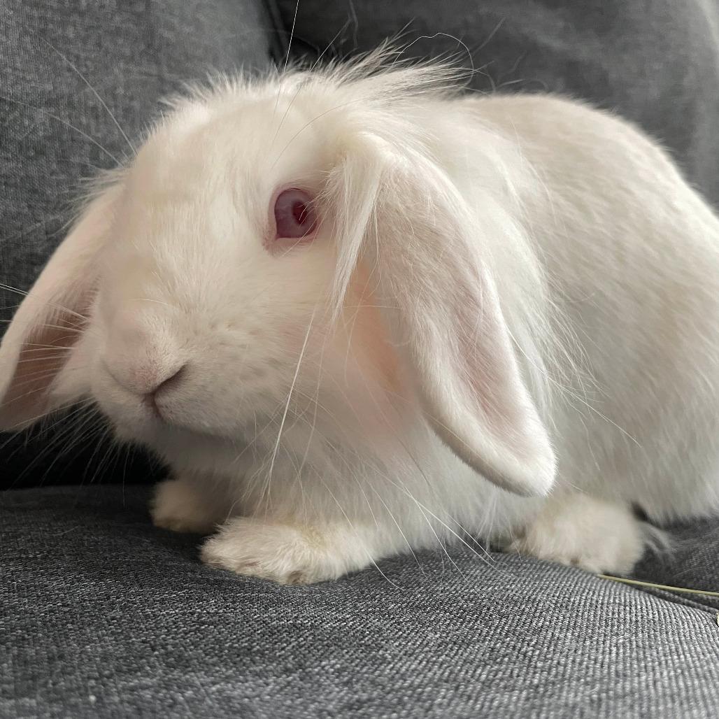 Enlarge Blanquita, a Adoptable American Fuzzy Lop in The Woodlands, TX image 1/6
