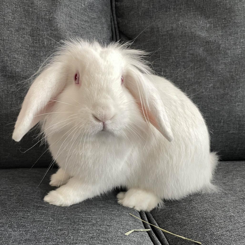 Enlarge Blanquita, a Adoptable American Fuzzy Lop in The Woodlands, TX image 2/6