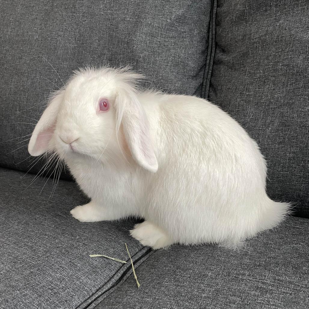 Enlarge Blanquita, a Adoptable American Fuzzy Lop in The Woodlands, TX image 3/6