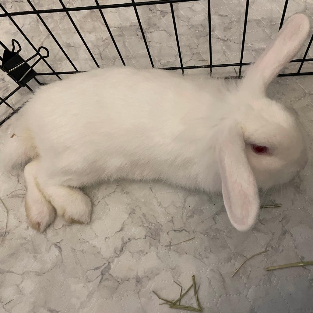 Enlarge Blanquita, a Adoptable American Fuzzy Lop in The Woodlands, TX image 6/6