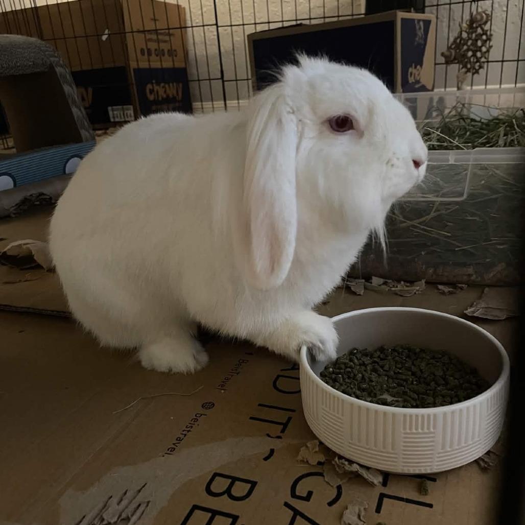 Enlarge Blanquita, a Adoptable American Fuzzy Lop in The Woodlands, TX image 5/6