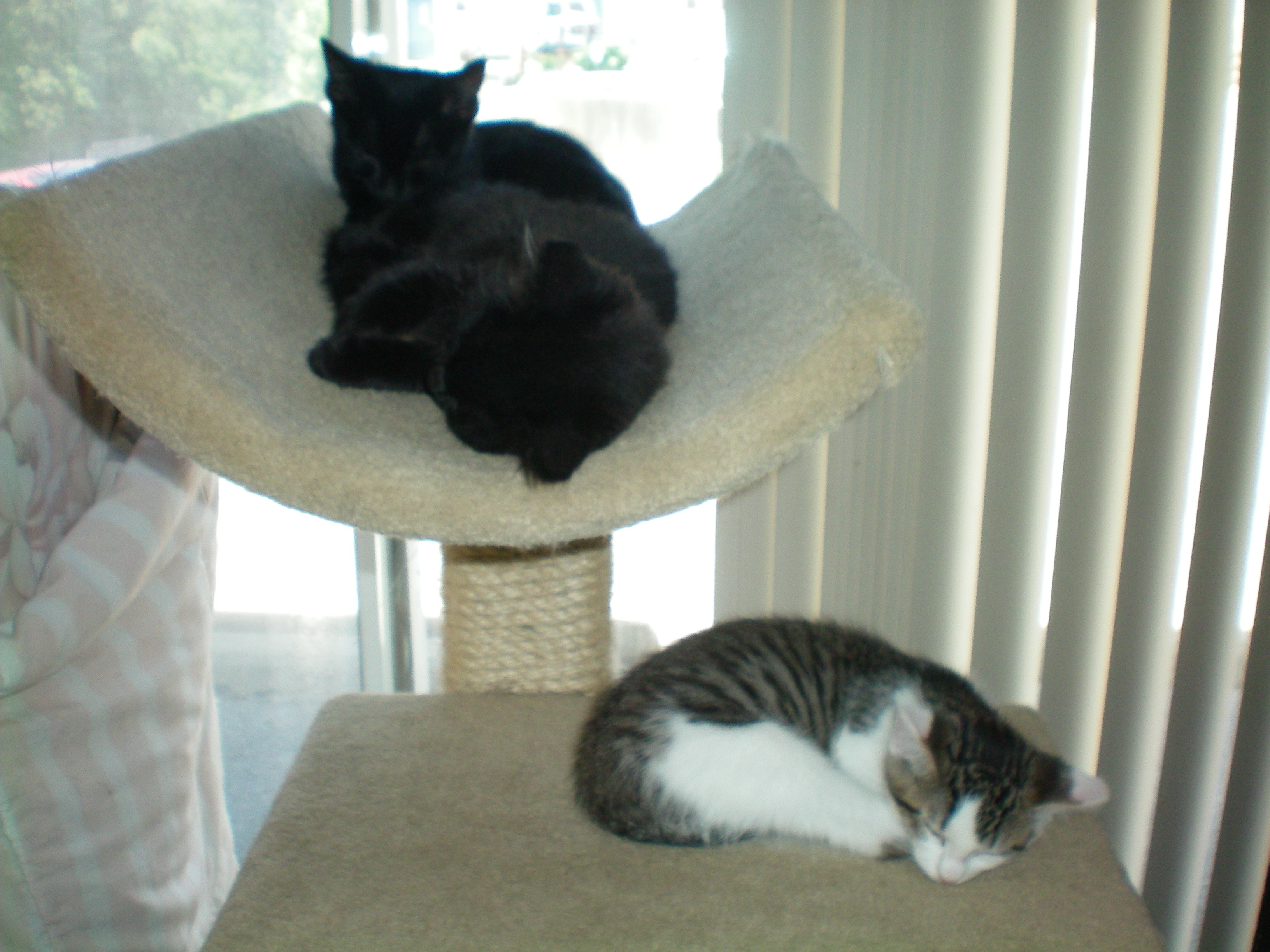 Variety of kittens (seasonal)!, Adoptable, Kitten Male Domestic Long Hair & Domestic Short Hair.