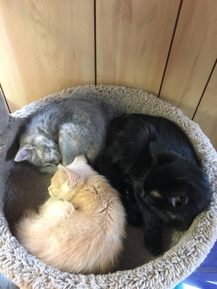 Variety of kittens (seasonal)!, a Adoptable mixed breed in House Springs, MO image 2/10