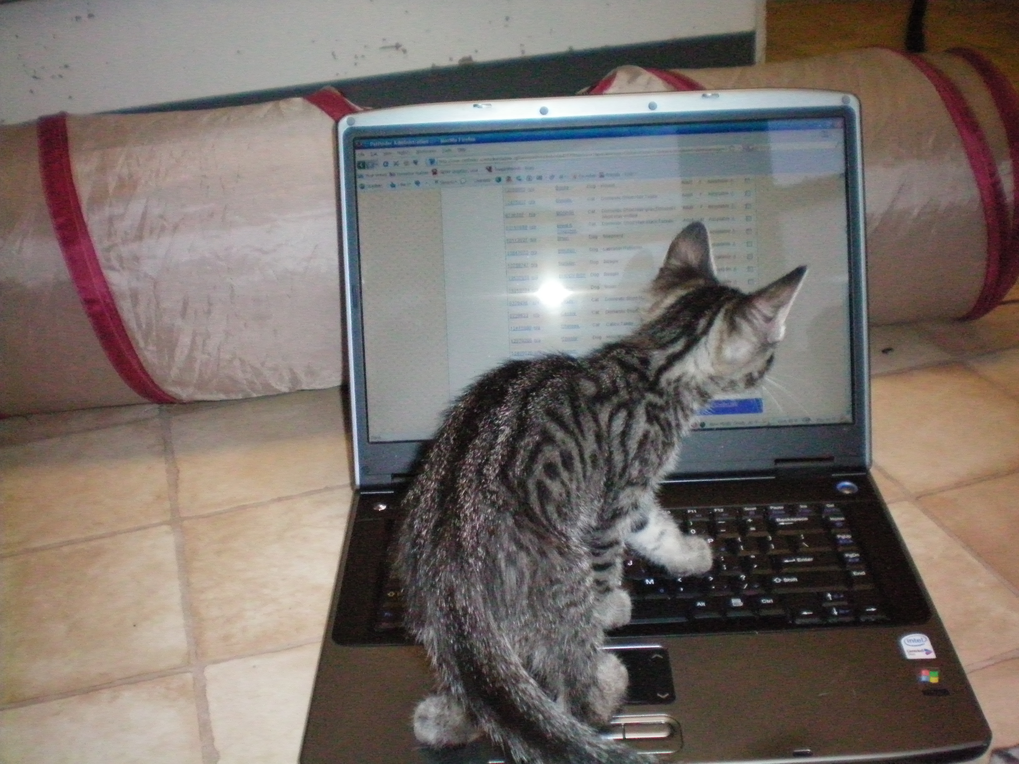 Variety of kittens (seasonal)!, a Adoptable mixed breed in House Springs, MO image 3/10