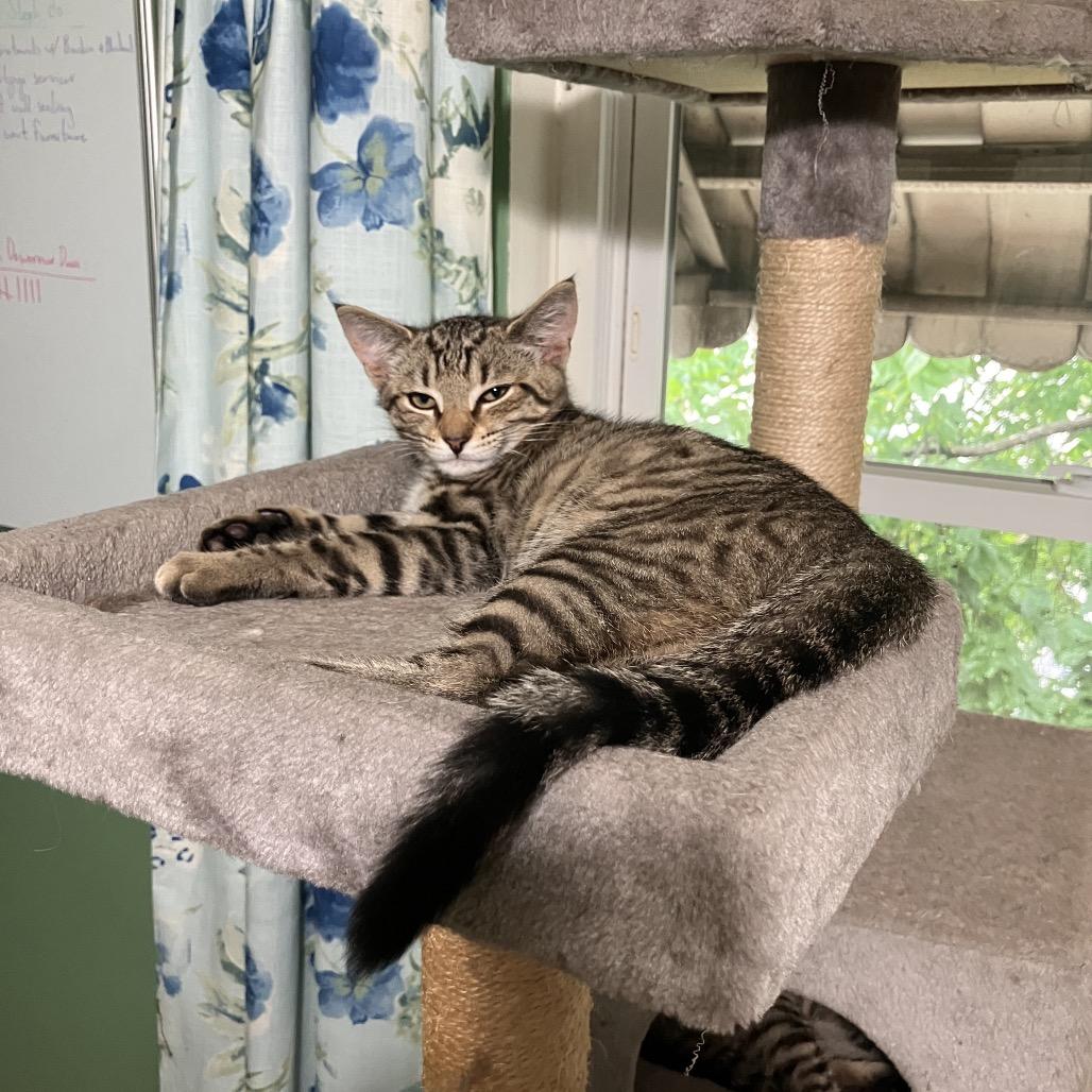 Enlarge Strawberry & Blueberry, a Adoptable Domestic Short Hair in Silver Spring, MD image 1/6