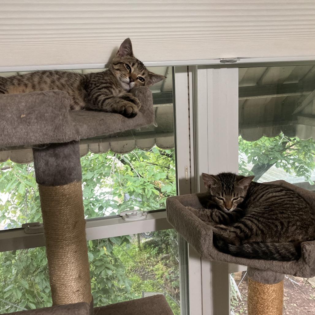 Enlarge Strawberry & Blueberry, a Adoptable Domestic Short Hair in Silver Spring, MD image 2/6