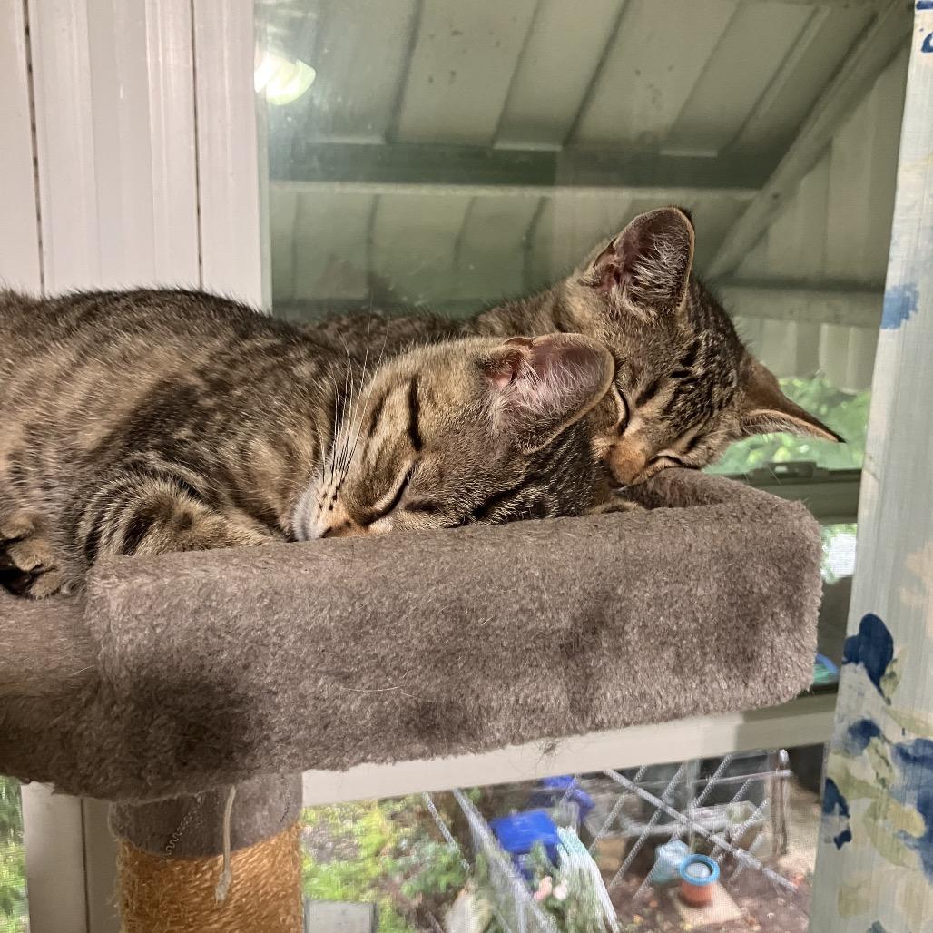 Enlarge Strawberry & Blueberry, a Adoptable Domestic Short Hair in Silver Spring, MD image 2/6