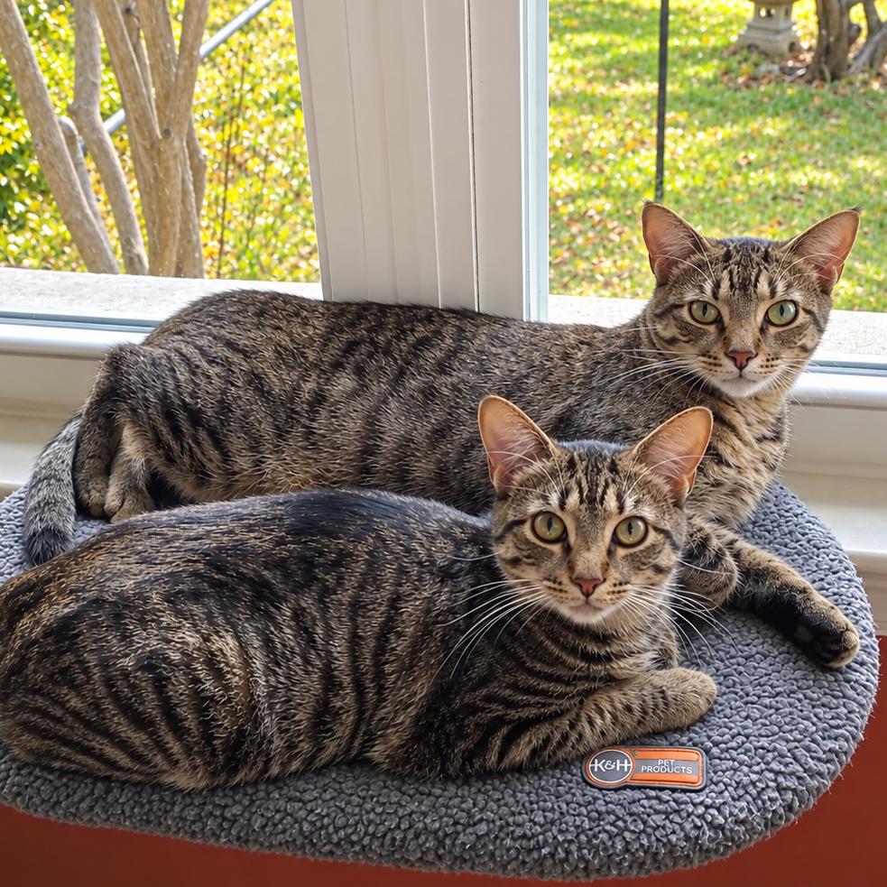 Enlarge Strawberry & Blueberry, a Adoptable Domestic Short Hair in Silver Spring, MD image 3/6