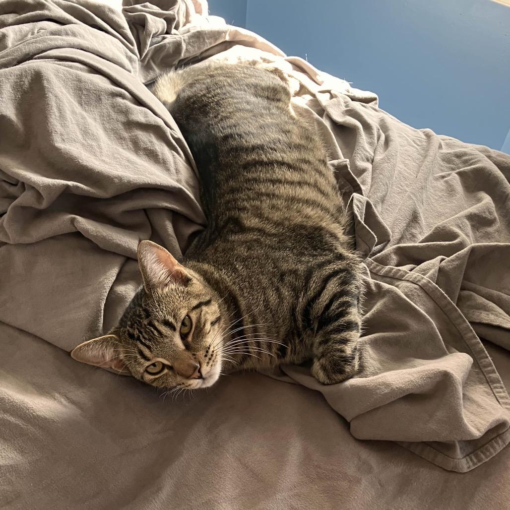 Enlarge Strawberry & Blueberry, a Adoptable Domestic Short Hair in Silver Spring, MD image 3/6