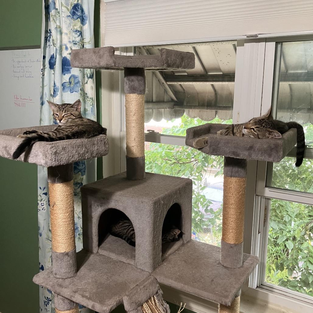 Enlarge Strawberry & Blueberry, a Adoptable Domestic Short Hair in Silver Spring, MD image 4/6