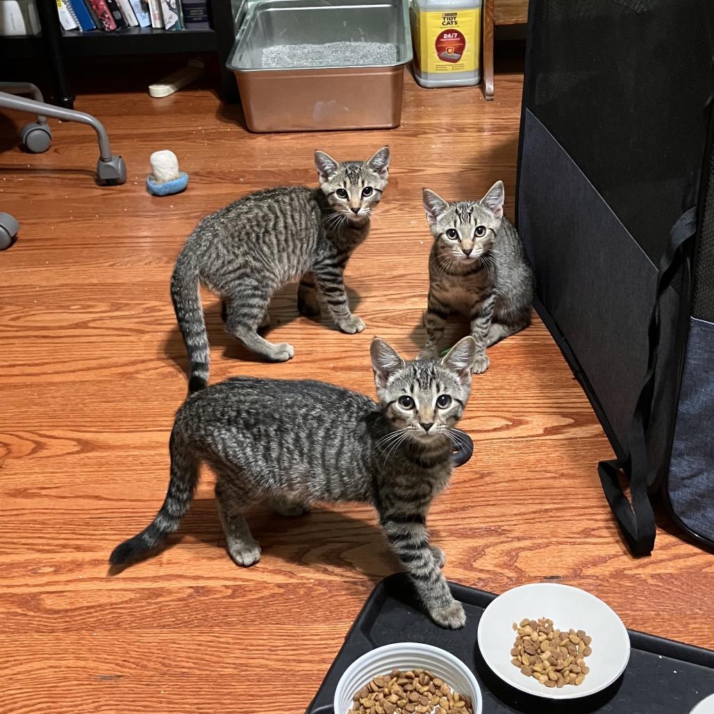 Enlarge Strawberry & Blueberry, a Adoptable Domestic Short Hair in Silver Spring, MD image 5/6