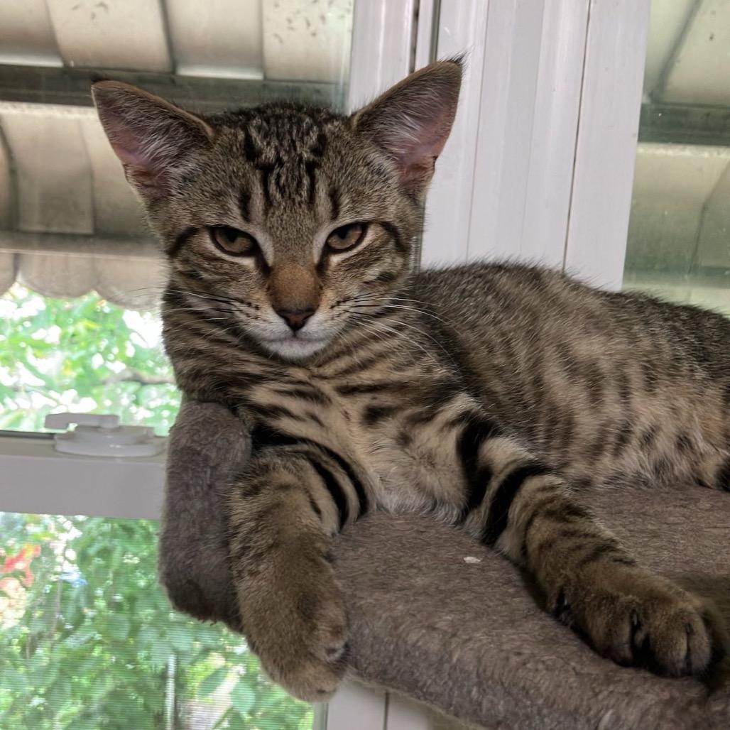 Enlarge Strawberry & Blueberry, a Adoptable Domestic Short Hair in Silver Spring, MD image 6/6